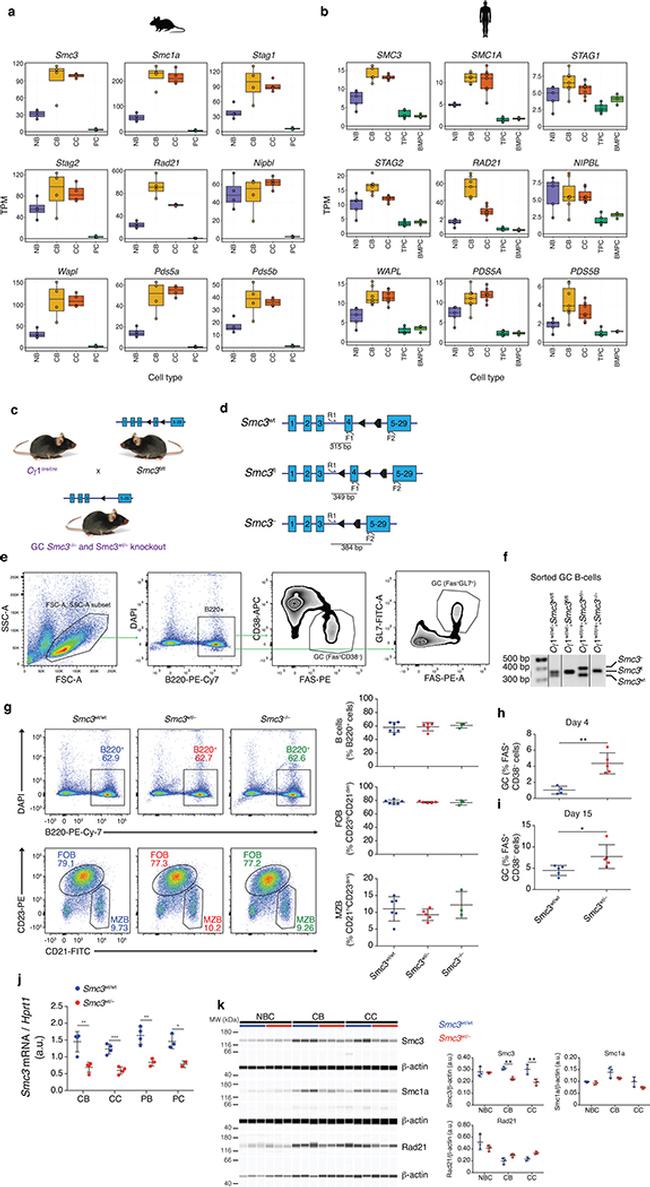 CD23 Antibody in Flow Cytometry (Flow)