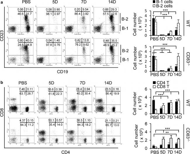 CD23 Antibody in Flow Cytometry (Flow)