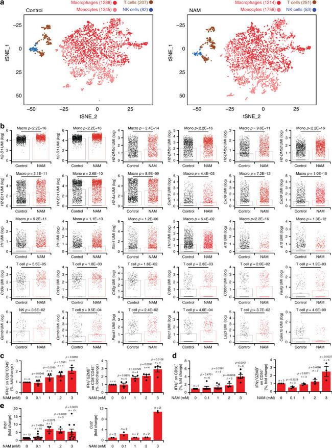 IFN gamma Antibody in Flow Cytometry (Flow)