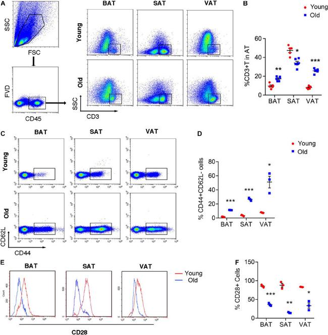 CD28 Antibody in Flow Cytometry (Flow)