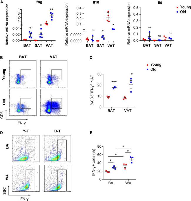 IFN gamma Antibody in Flow Cytometry (Flow)