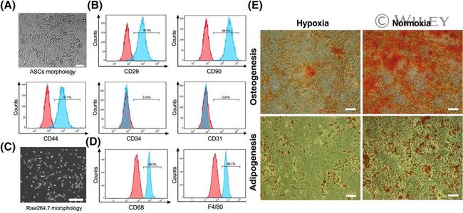 CD34 Antibody in Flow Cytometry (Flow)