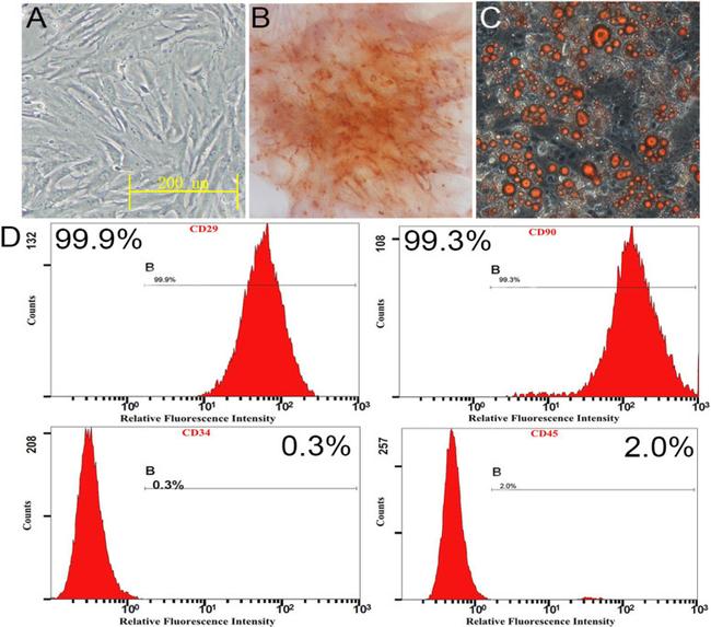 CD34 Antibody in Flow Cytometry (Flow)