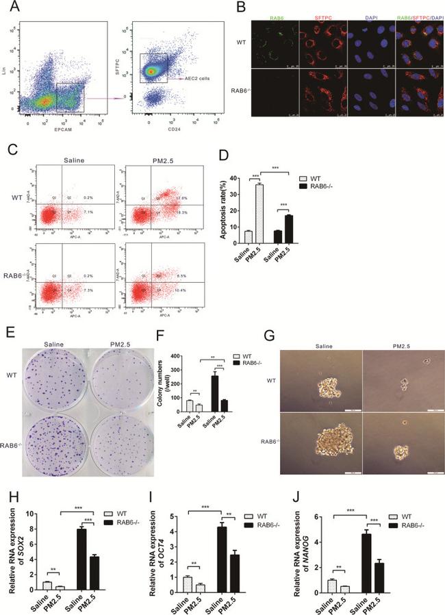 CD34 Antibody in Flow Cytometry (Flow)