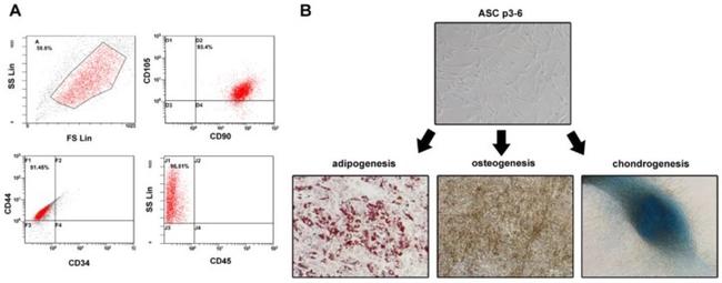 CD105 (Endoglin) Antibody in Flow Cytometry (Flow)