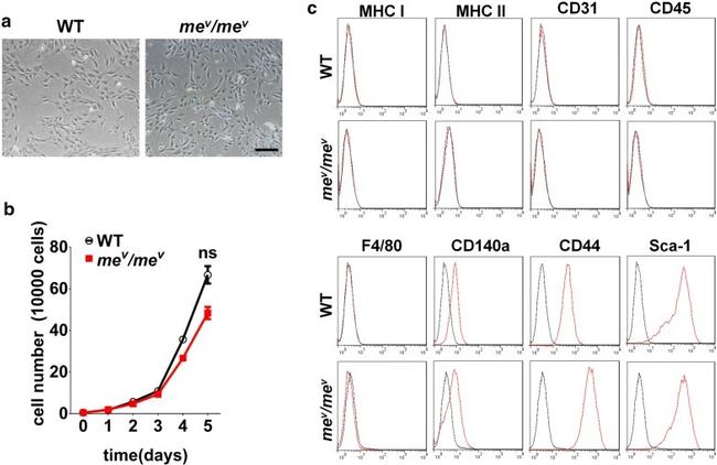 CD44 Antibody in Flow Cytometry (Flow)