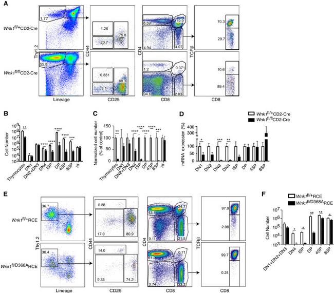 CD44 Antibody in Flow Cytometry (Flow)