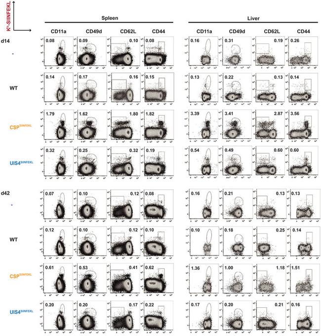 CD62L (L-Selectin) Antibody in Flow Cytometry (Flow)