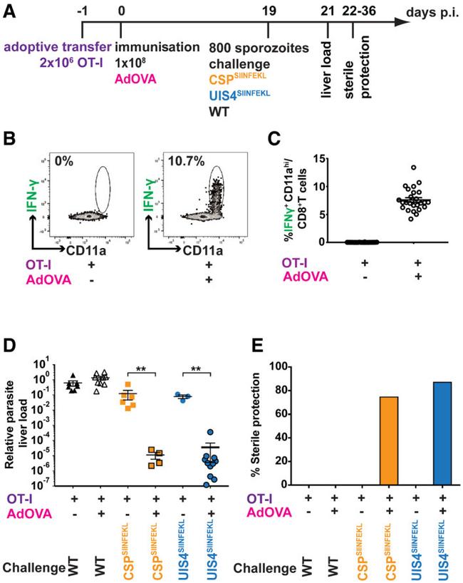 IFN gamma Antibody in Flow Cytometry (Flow)