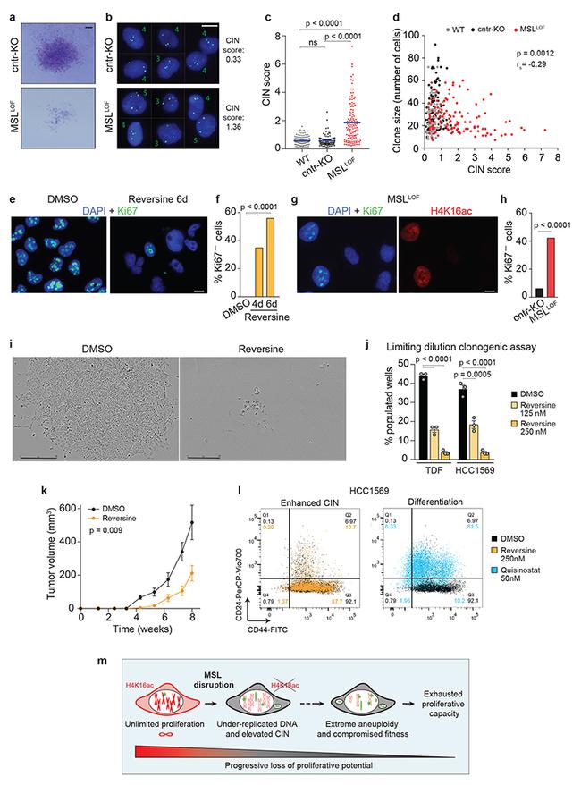 CD44 Antibody in Flow Cytometry (Flow)