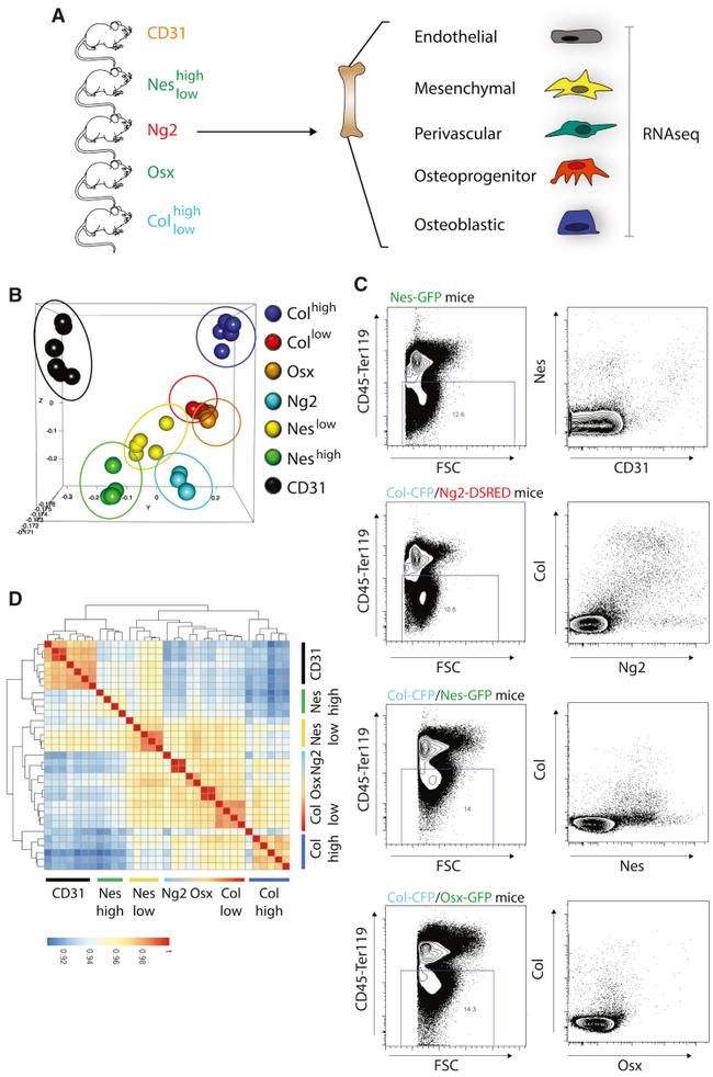 CD45 Antibody in Flow Cytometry (Flow)