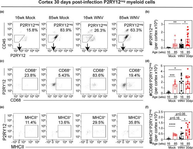 CD45 Antibody in Flow Cytometry (Flow)