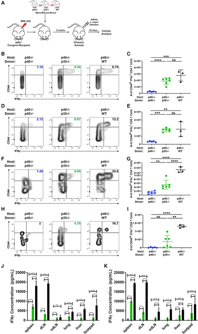 CD45.2 Antibody in Flow Cytometry (Flow)