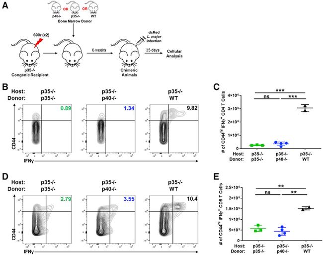 CD45.2 Antibody in Flow Cytometry (Flow)