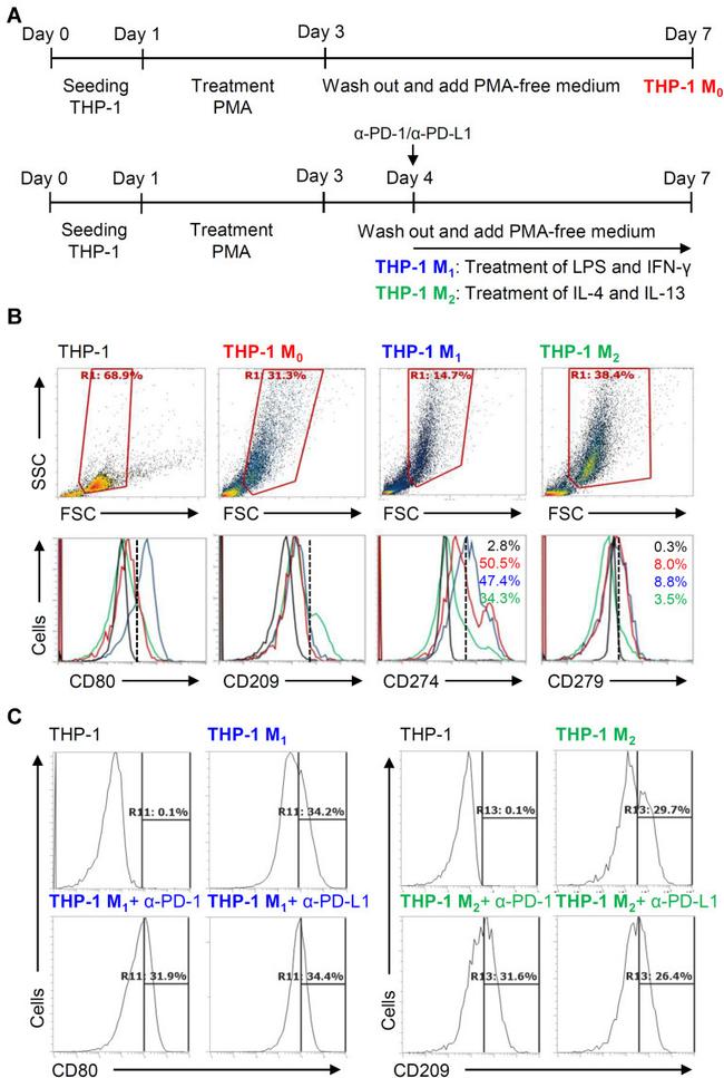 CD209 (DC-SIGN) Antibody in Flow Cytometry (Flow)