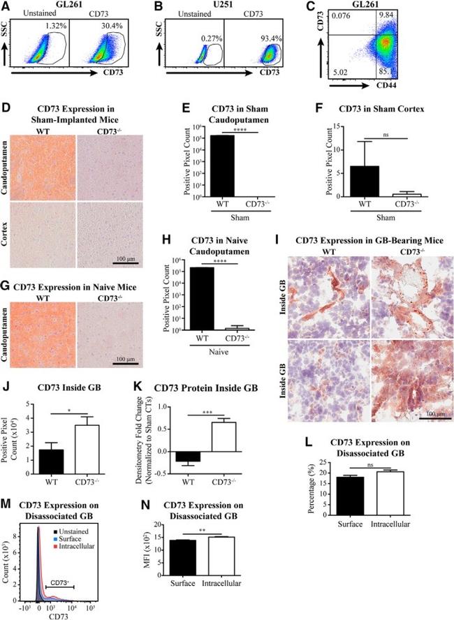 CD73 Antibody in Flow Cytometry (Flow)