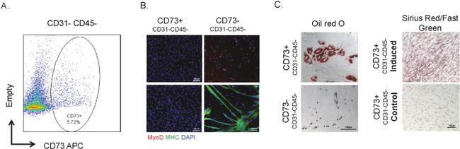 CD73 Antibody in Flow Cytometry (Flow)