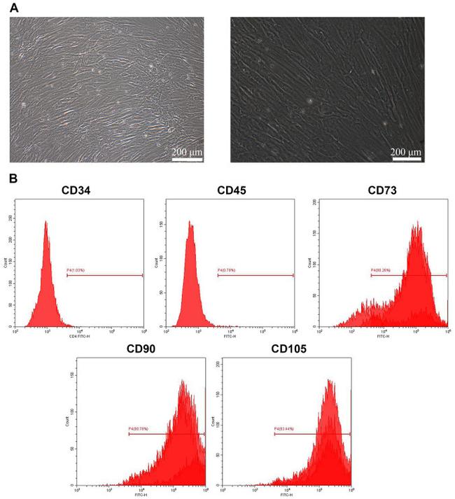 CD73 Antibody in Flow Cytometry (Flow)