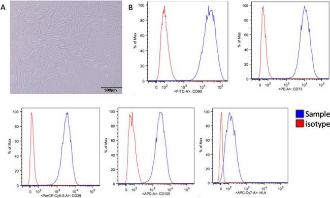 CD105 (Endoglin) Antibody in Flow Cytometry (Flow)