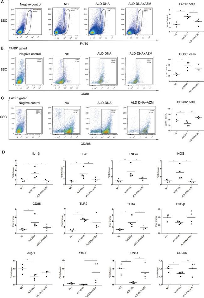 CD206 (MMR) Antibody in Flow Cytometry (Flow)