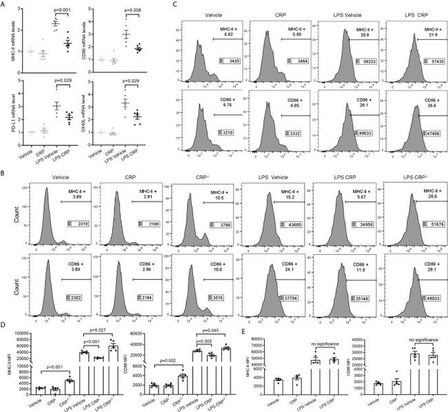 CD86 (B7-2) Antibody in Flow Cytometry (Flow)