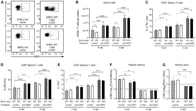 IFN gamma Antibody in Flow Cytometry (Flow)