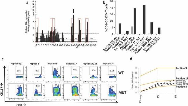 CD137 (4-1BB) Antibody in Flow Cytometry (Flow)