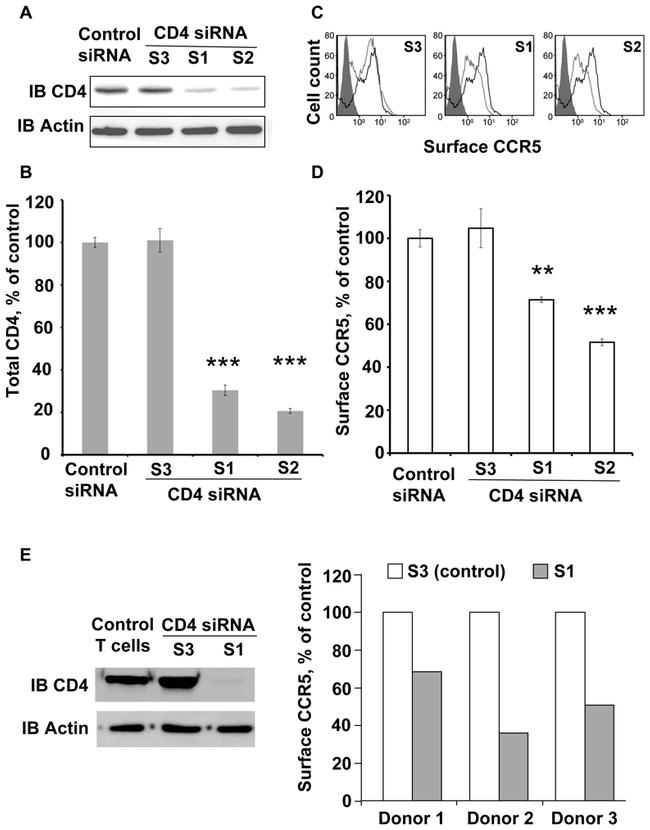 CD4 Antibody in Western Blot (WB)