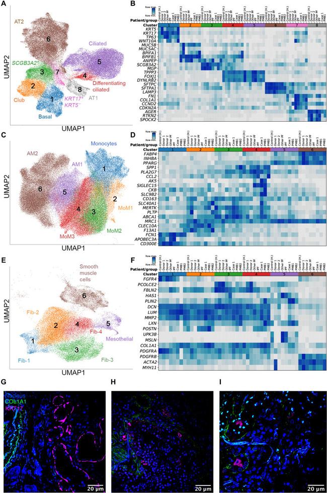 HLA-DR Antibody in Flow Cytometry (Flow)