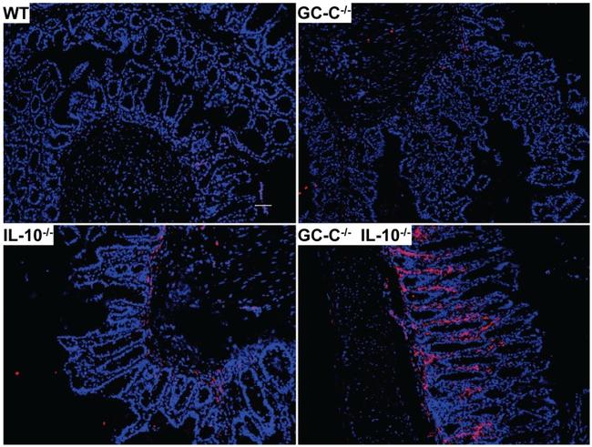 F4/80 Antibody in Immunohistochemistry (IHC)