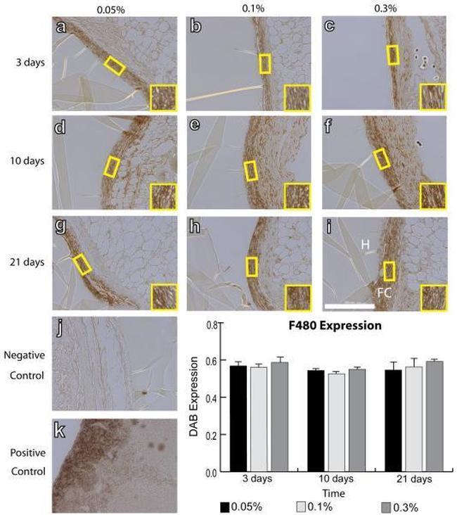 F4/80 Antibody in Immunohistochemistry (IHC)