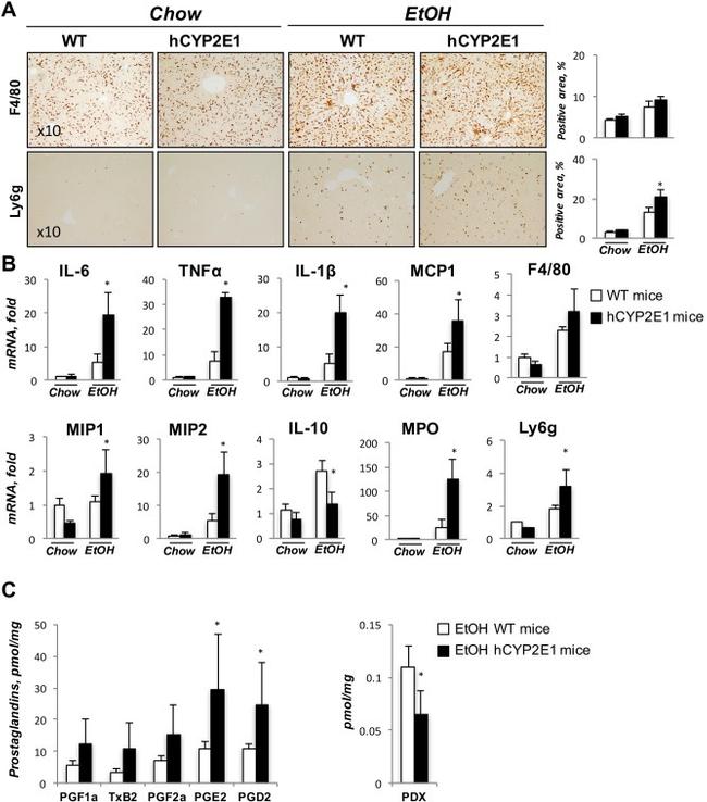 F4/80 Antibody in Immunohistochemistry (IHC)