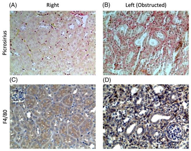 F4/80 Antibody in Immunohistochemistry (Paraffin) (IHC (P))