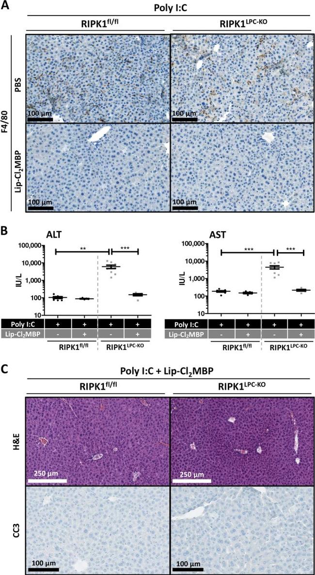 F4/80 Antibody in Immunohistochemistry (IHC)