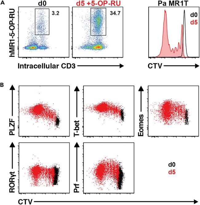 EOMES Antibody in Flow Cytometry (Flow)