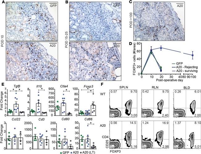 FOXP3 Antibody in Flow Cytometry (Flow)