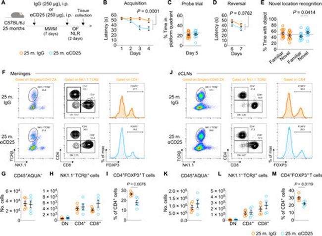 FOXP3 Antibody in Flow Cytometry (Flow)