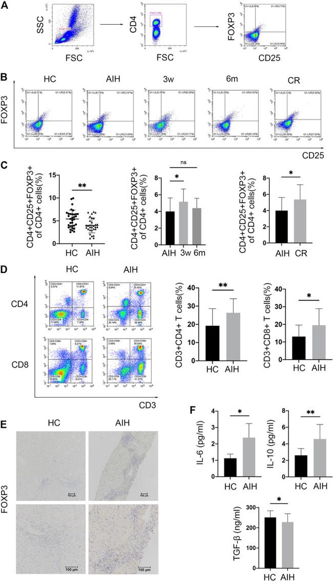 FOXP3 Antibody in Immunohistochemistry (IHC)