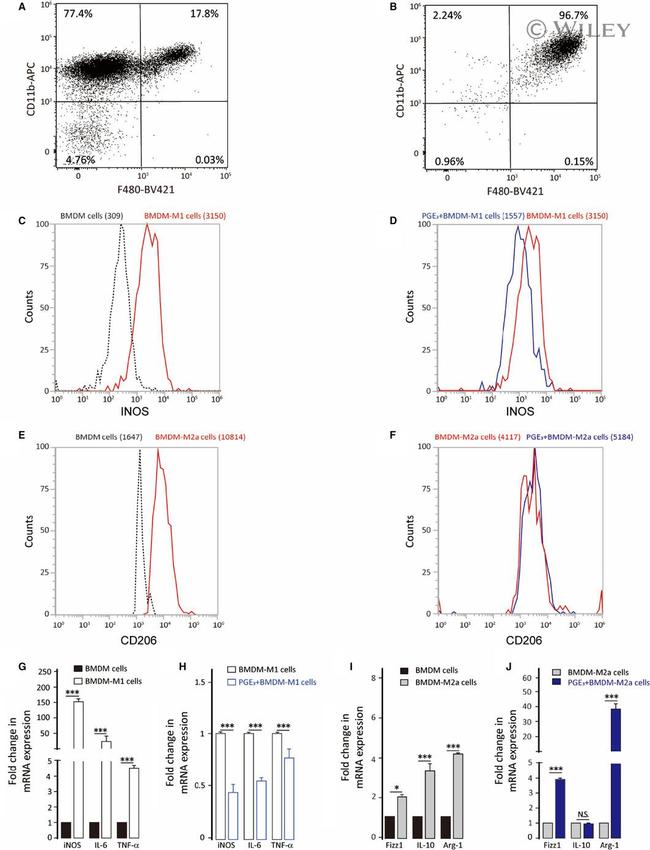 iNOS Antibody in Flow Cytometry (Flow)