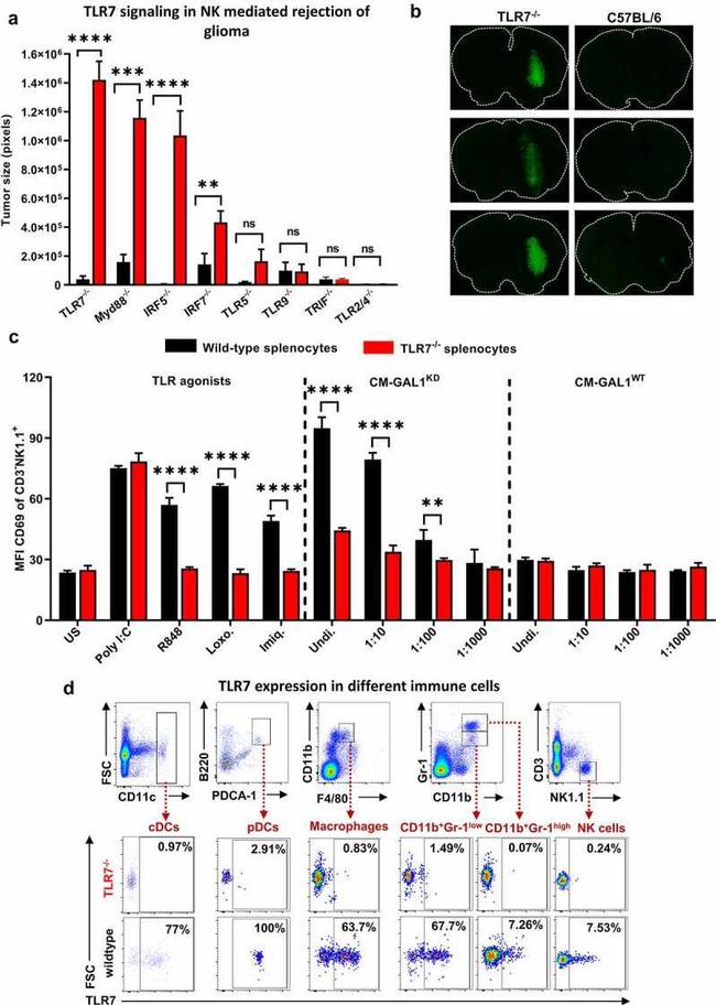 NK1.1 Antibody in Flow Cytometry (Flow)