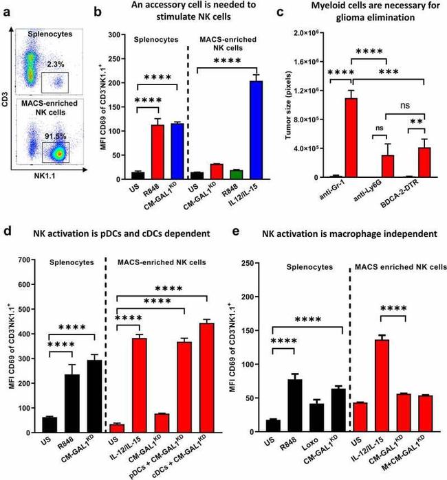 NK1.1 Antibody in Flow Cytometry (Flow)