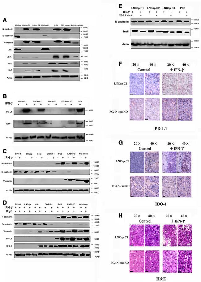 CD274 (PD-L1, B7-H1) Antibody in Neutralization (Neu)