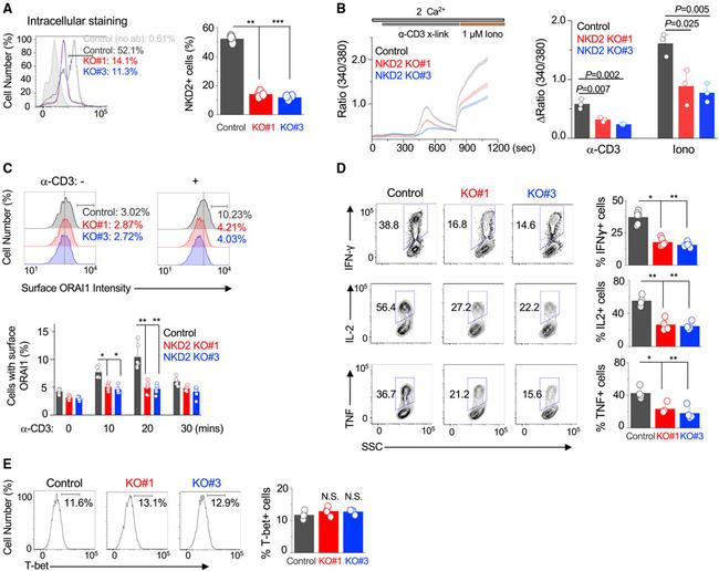 IFN gamma Antibody in Flow Cytometry (Flow)