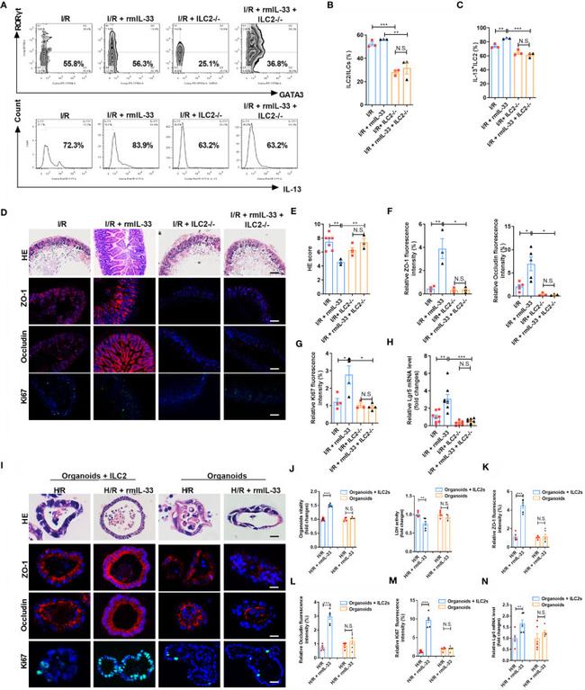 IL-13 Antibody in Flow Cytometry (Flow)