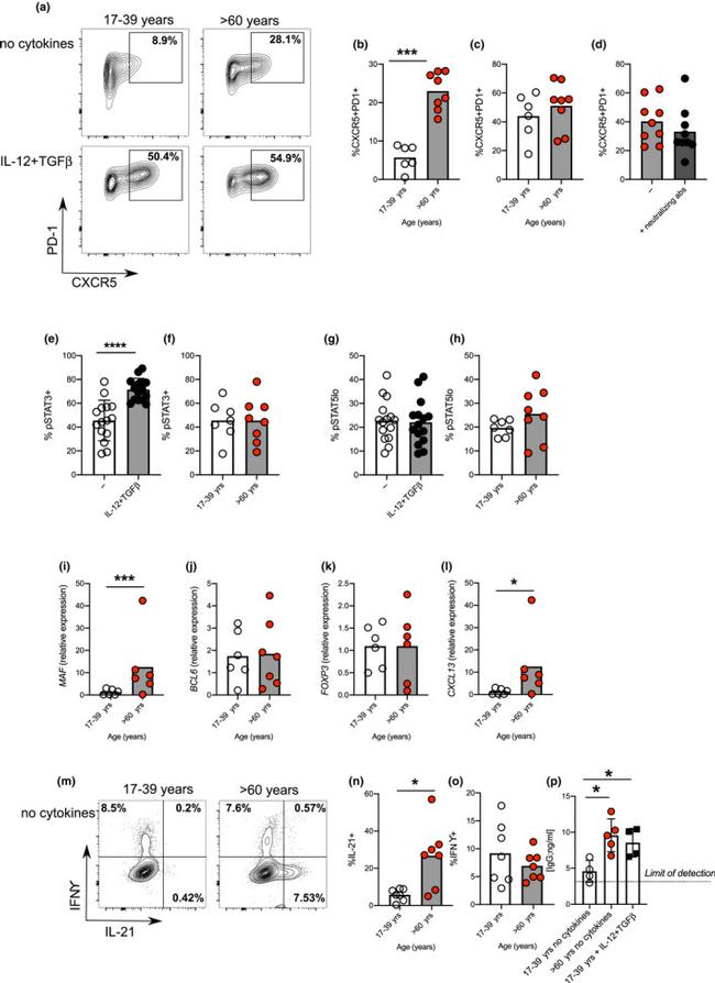 IFN gamma Antibody in Flow Cytometry (Flow)