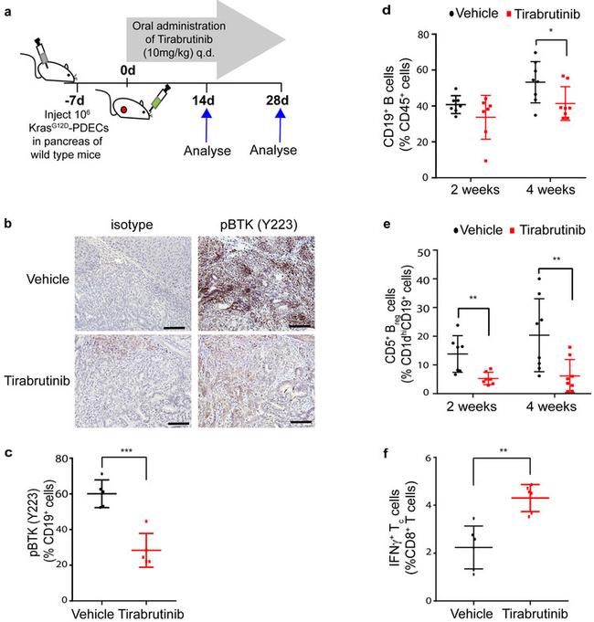 IFN gamma Antibody in Flow Cytometry (Flow)