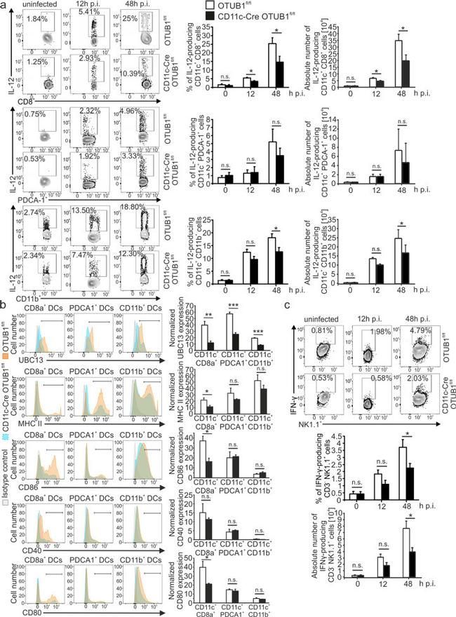 IFN gamma Antibody in Flow Cytometry (Flow)