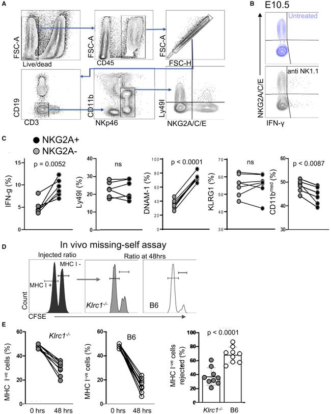 IFN gamma Antibody in Flow Cytometry (Flow)