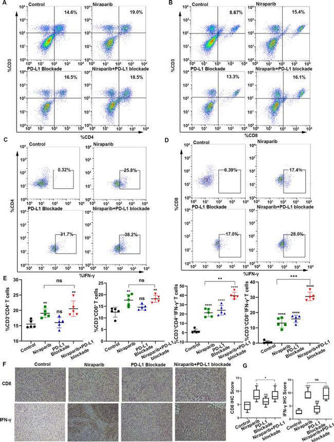 IFN gamma Antibody in Flow Cytometry (Flow)