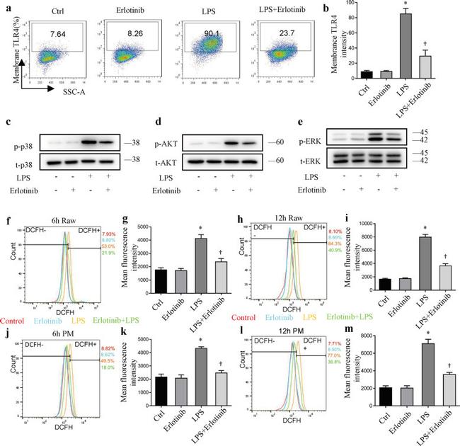 CD284 (TLR4) Antibody in Flow Cytometry (Flow)